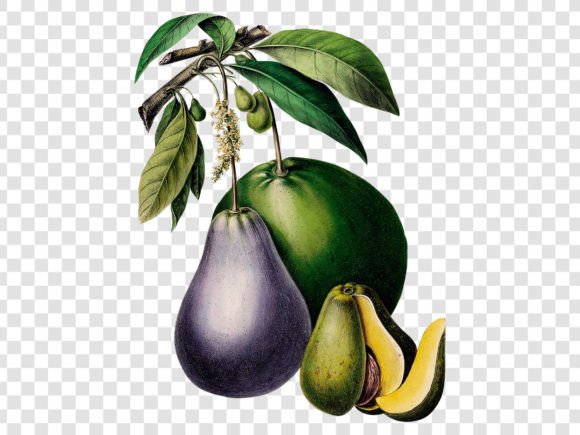 Download Avocado Retro Illustration - Premium Bundle